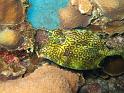 poisson coffre vache Lactophrys polygonia